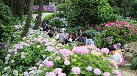 太宗台 繡球花|釜山慶典》太宗台繡球花節｜影島太宗臺太宗寺夏日美 